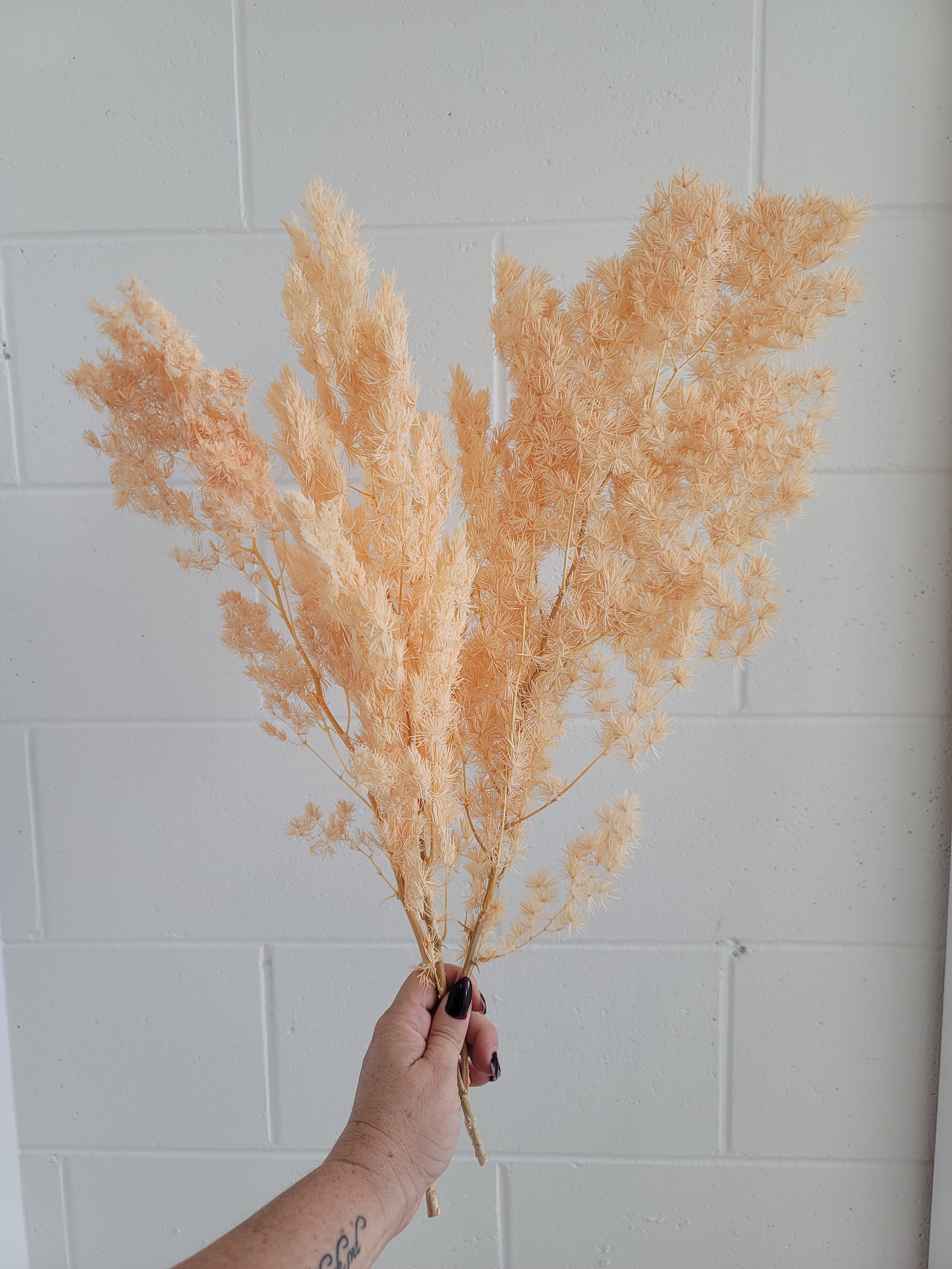 Ming Fern - Peach