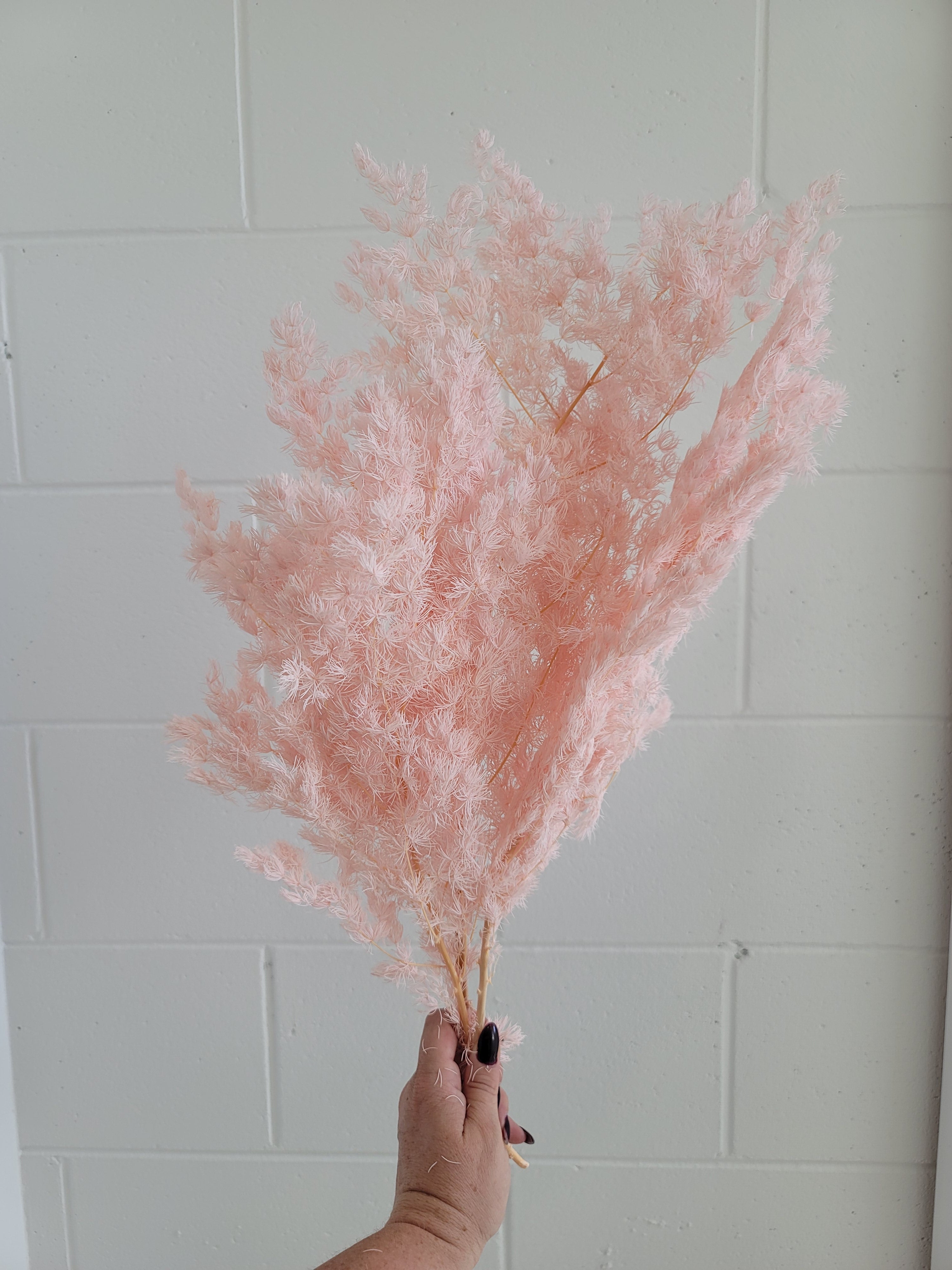 Ming Fern - Pale Pink