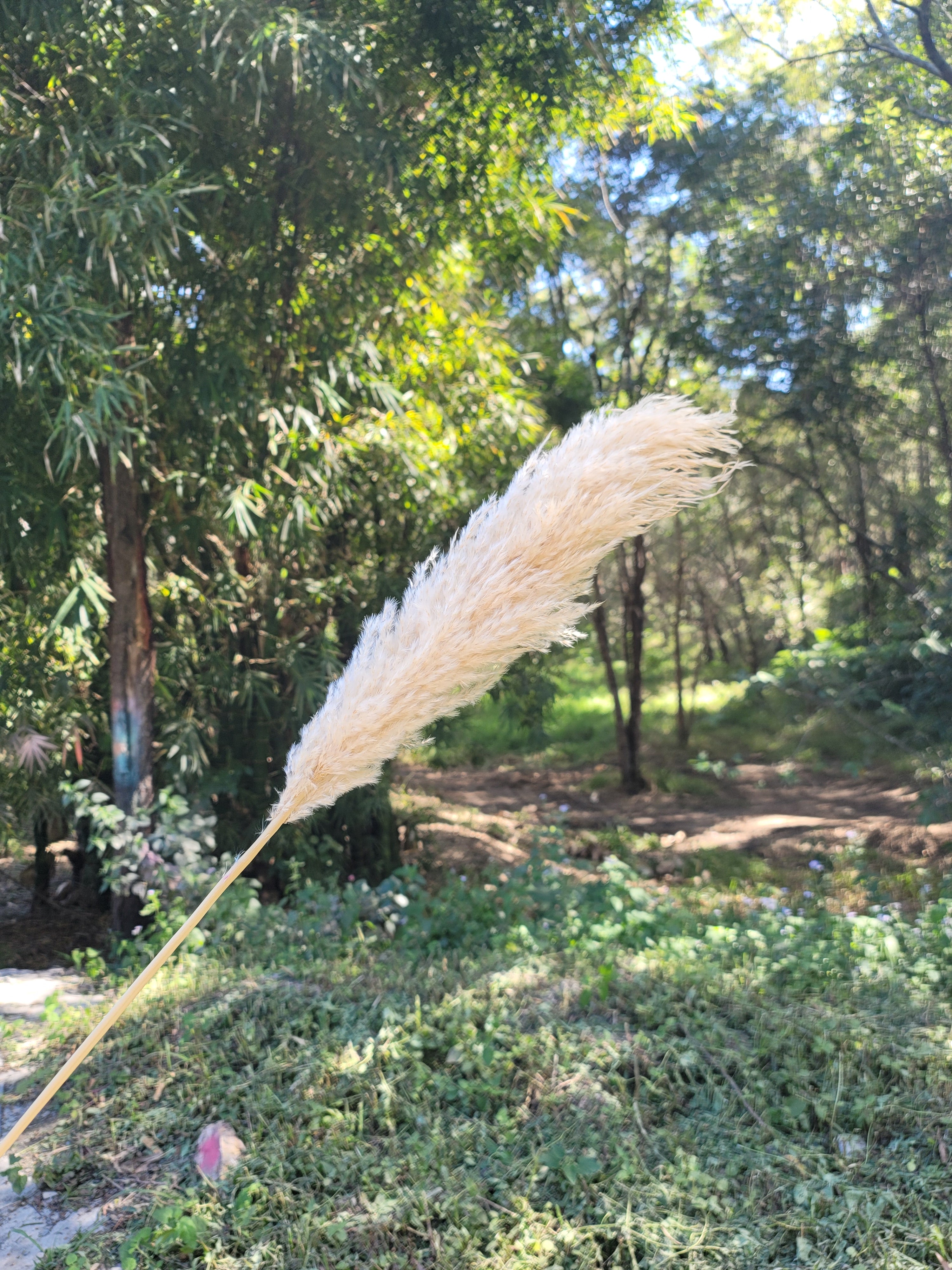 Pampas - Small Natural
