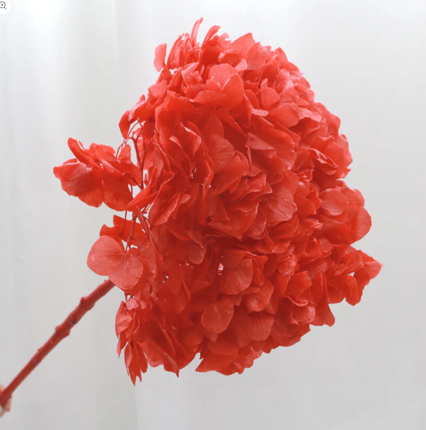 Big Leaf Hydrangea - Red