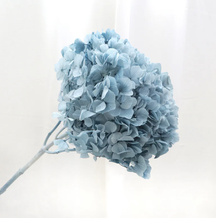 Big Leaf Hydrangea - Pale Blue