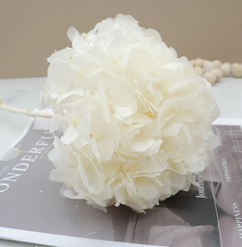 Big Leaf Hydrangea - White