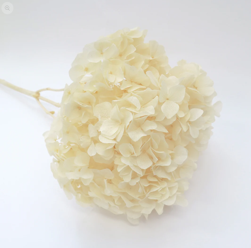 Big Leaf Hydrangea - Cream