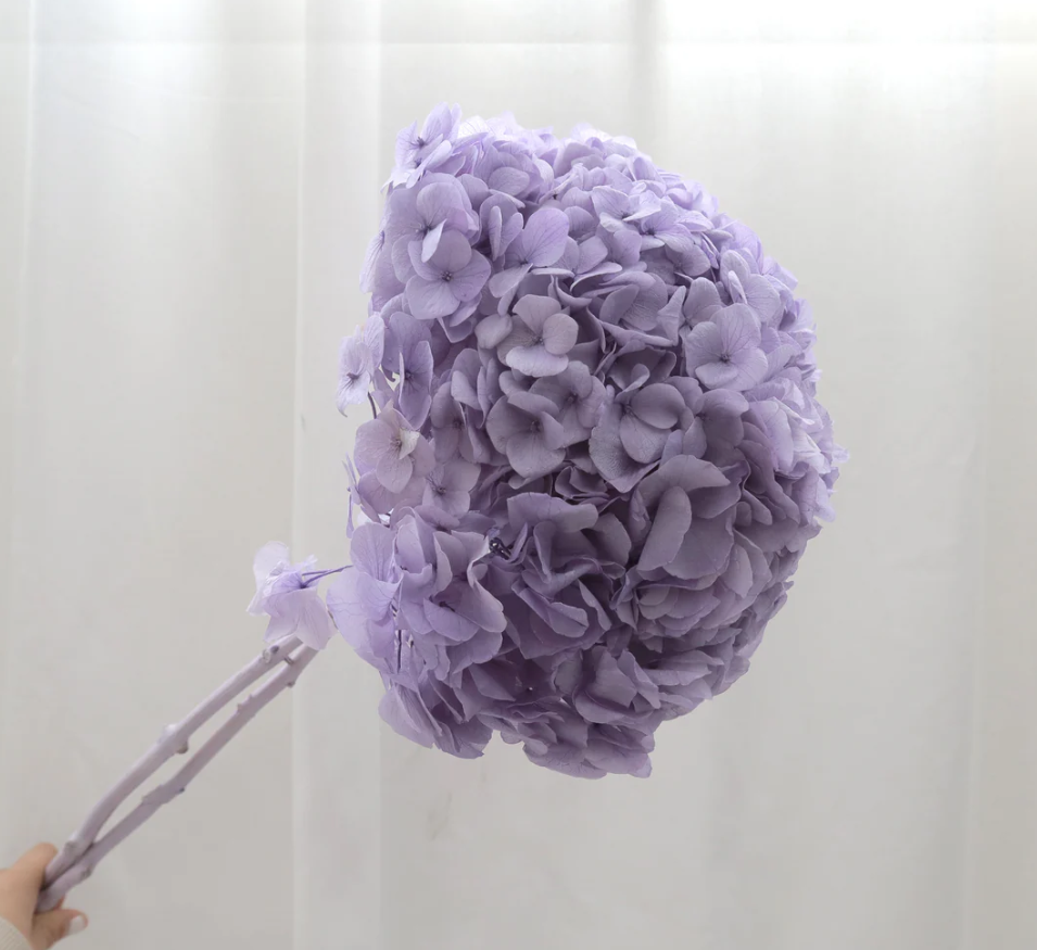 Big Leaf Hydrangea - Lavender