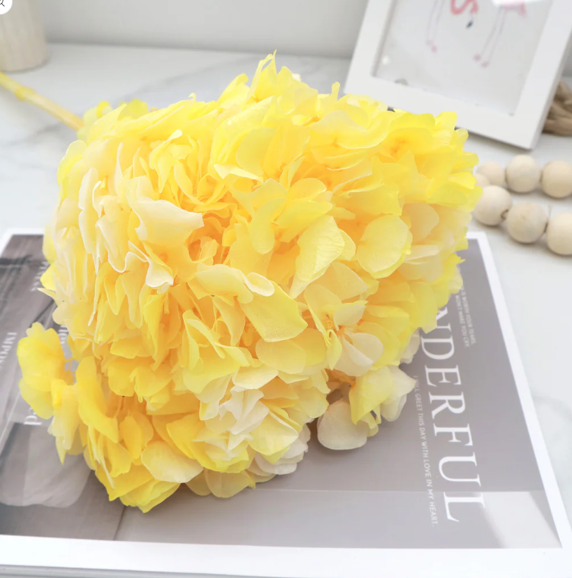 Big Leaf Hydrangea - Yellow
