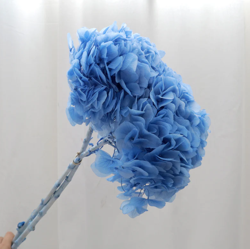 Big Leaf Hydrangea - Blue