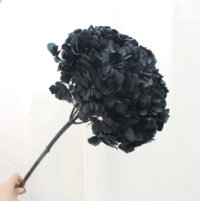 Big Leaf Hydrangea - Black