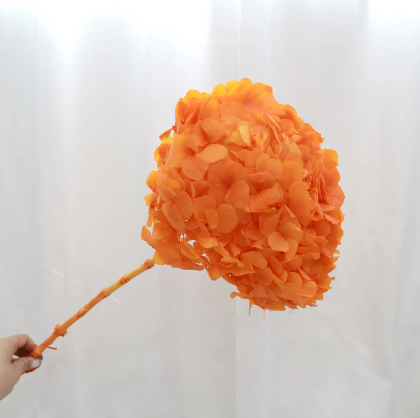 Big Leaf Hydrangea - Orange