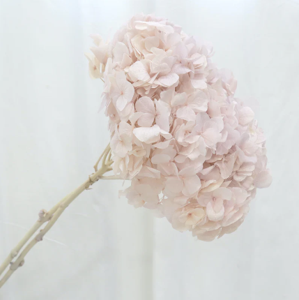 Big Leaf Hydrangea - Pale Pink