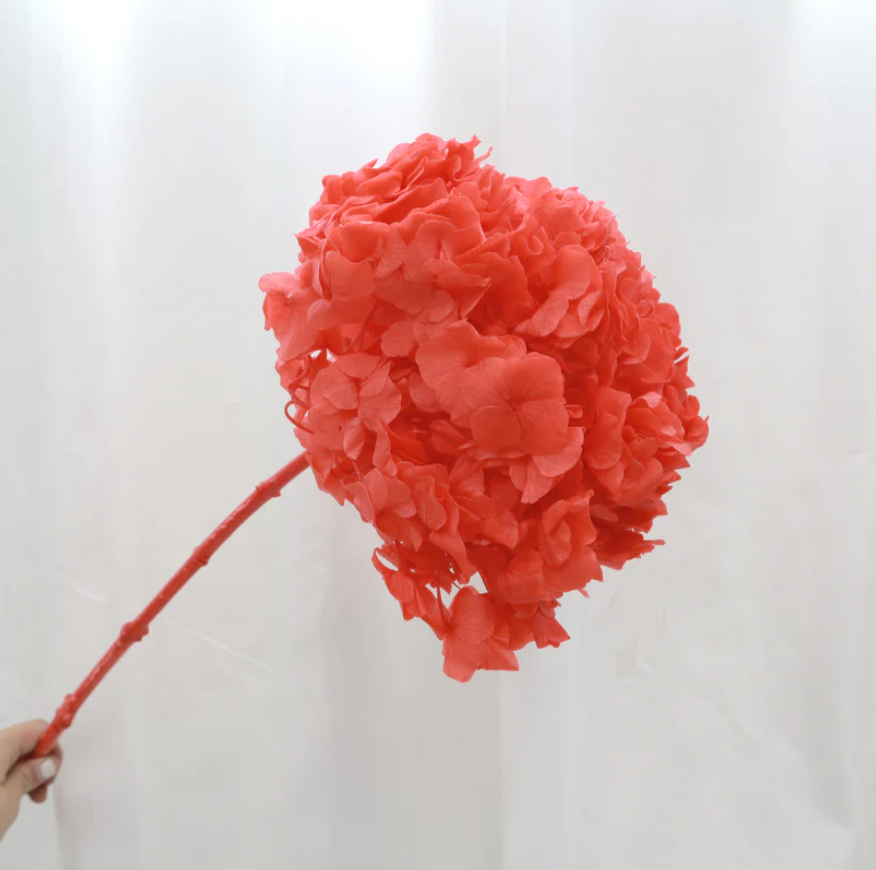 Big Leaf Hydrangea - Watermelon Red