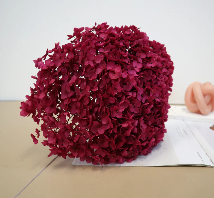 Annabelle Hydrangea - Magenta