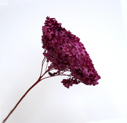 Annabelle Hydrangea - Cherry