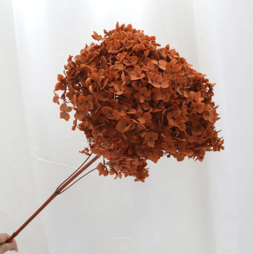 Annabelle Hydrangea - Burnt Orange
