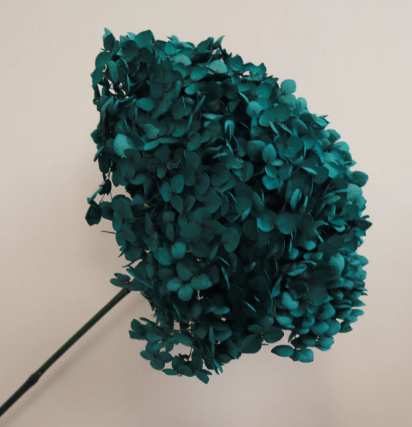 Annabelle Hydrangea - Teal