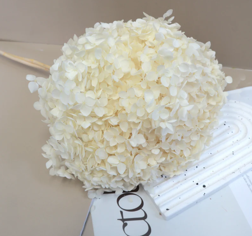 Annabelle Hydrangea - Cream