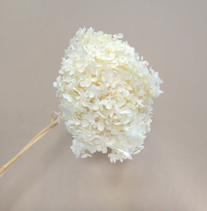 Annabelle Hydrangea - Cream