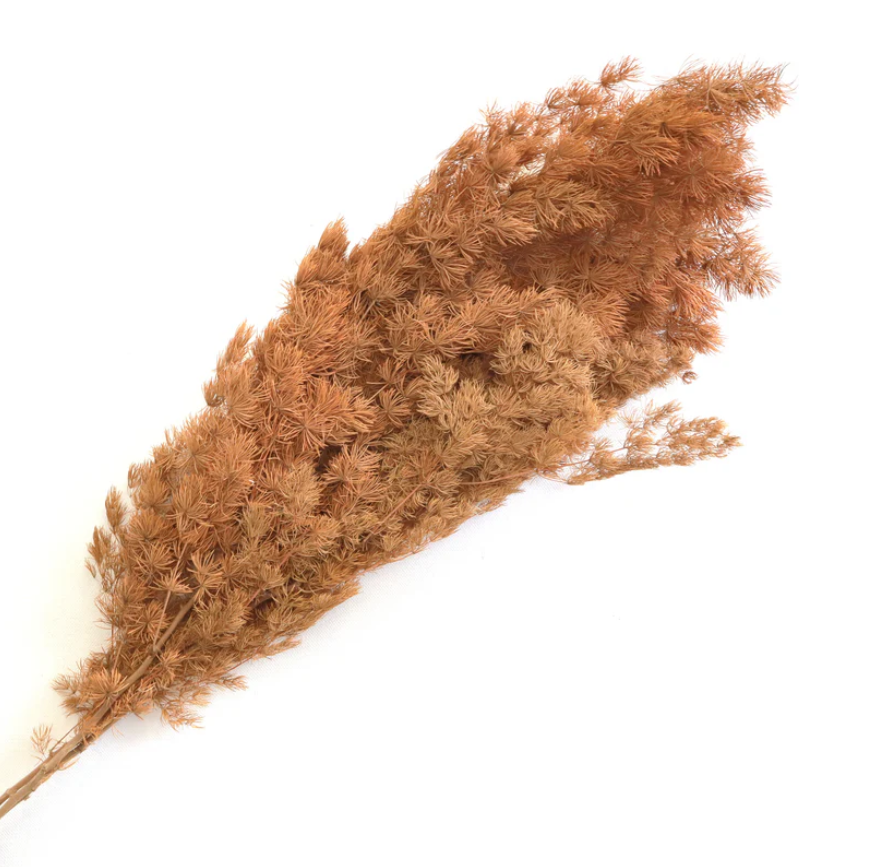 Ming Fern - Rust