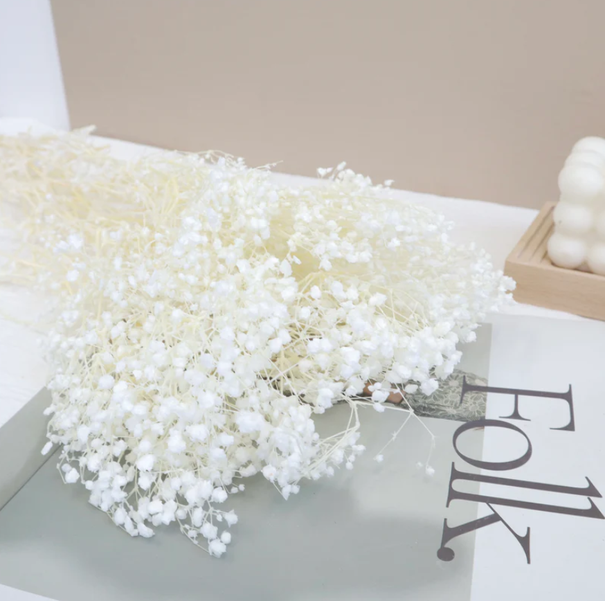 Baby's Breath - White