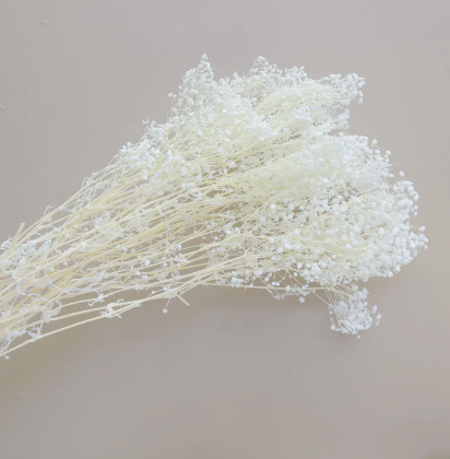 Baby's Breath - White