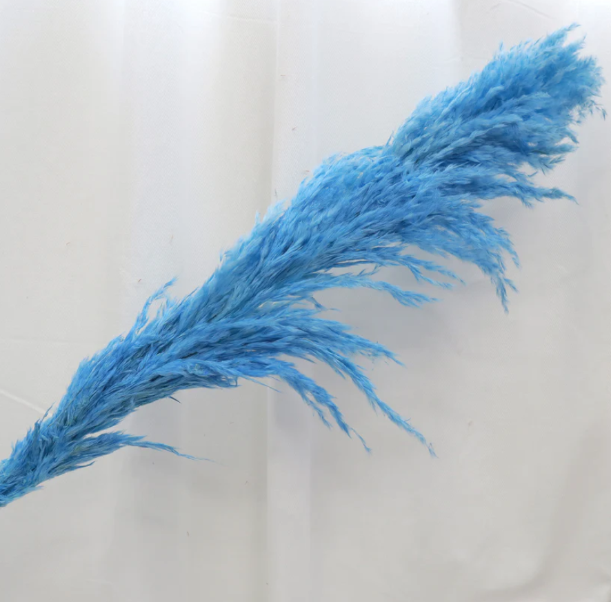 Pampas -  Blue