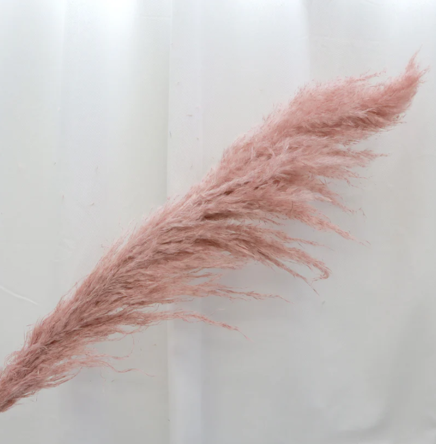 Pampas - Dusty Pink