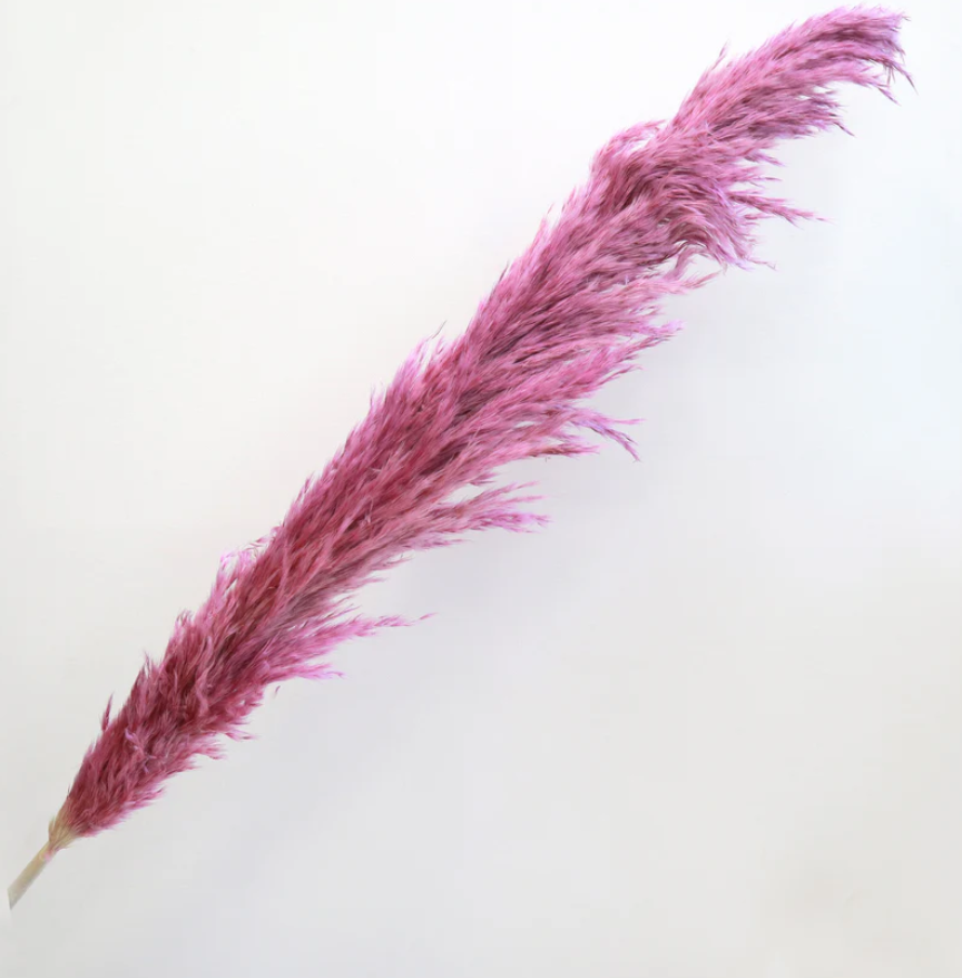 Pampas - Magenta
