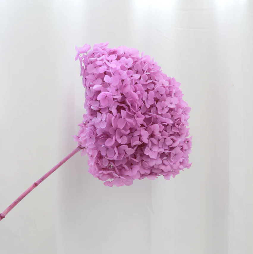 Annabelle Hydrangea - Neon Purple