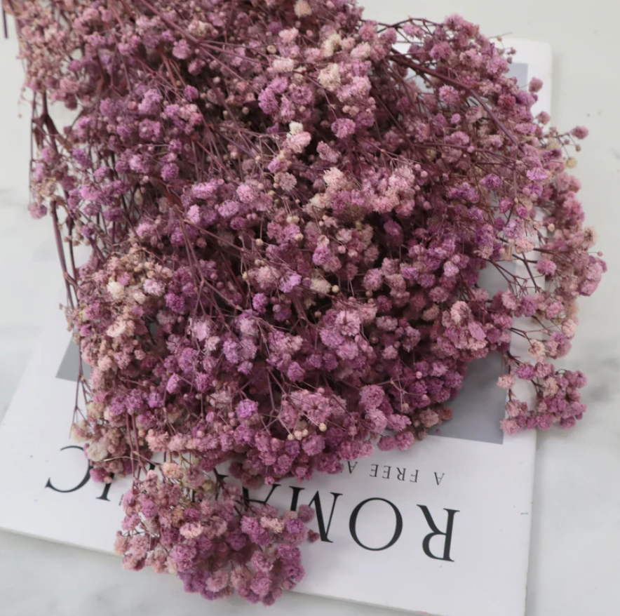 Baby's Breath - Purple
