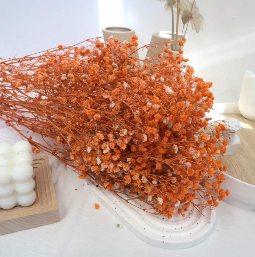Baby's Breath - Orange
