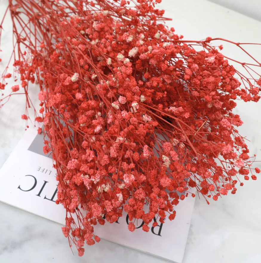 Baby's Breath - Red