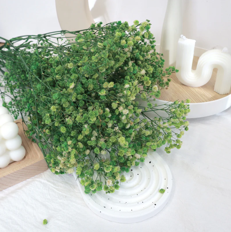 Baby's Breath - Green