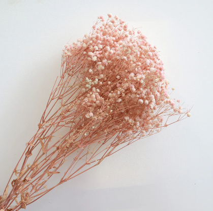 Baby's Breath - Pink