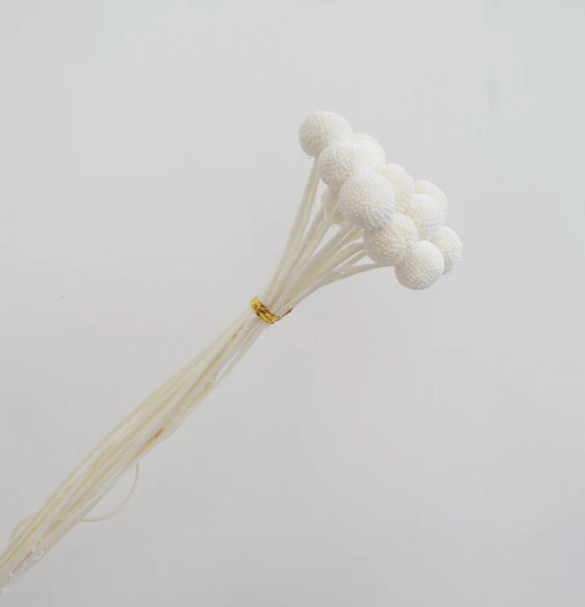 Billy Buttons - White