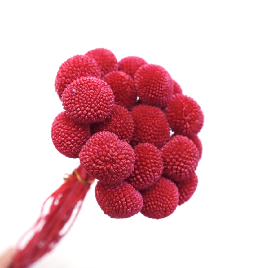 Billy Buttons - Magenta