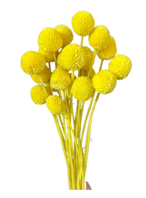 Billy Buttons - Bright Yellow