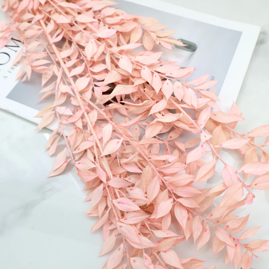 Ruscus - Pink