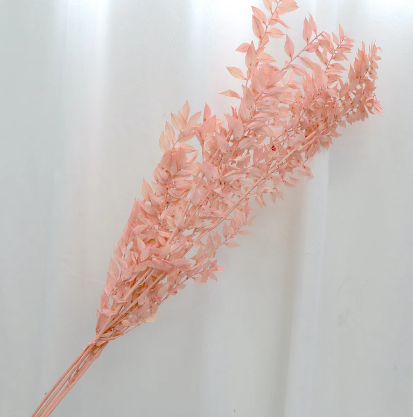 Ruscus - Pink