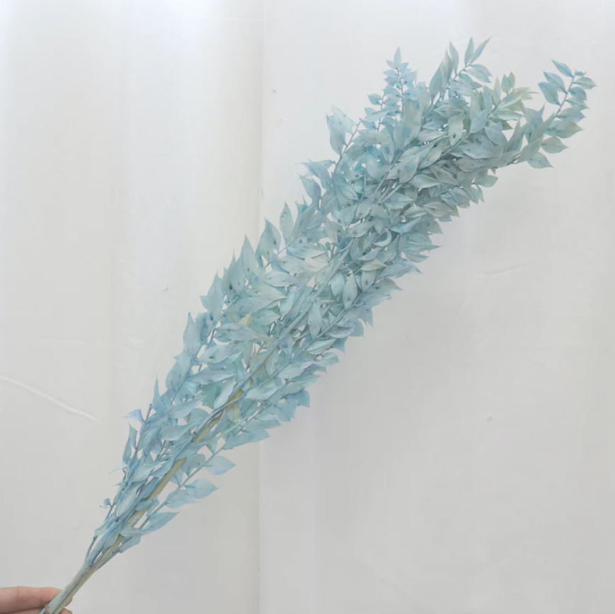 Ruscus - Blue