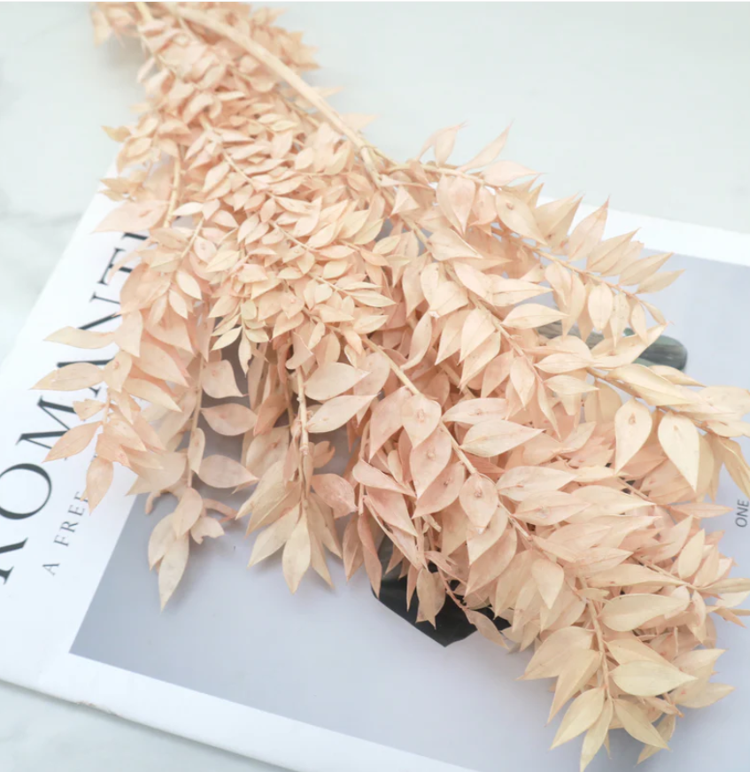 Ruscus - Pale Pink