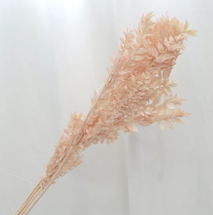 Ruscus - Pale Pink