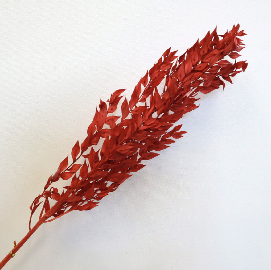 Ruscus - Red