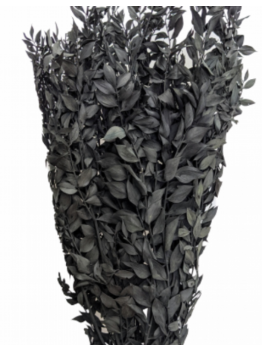 Ruscus - Black