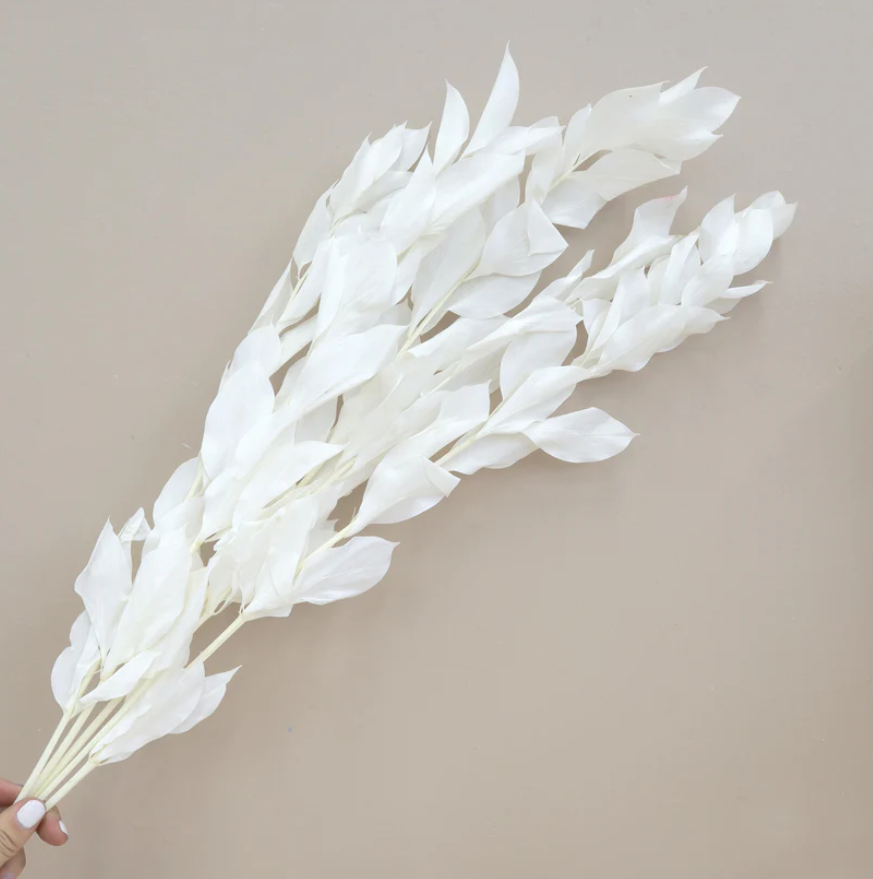 Big Leaf Ruscus - White