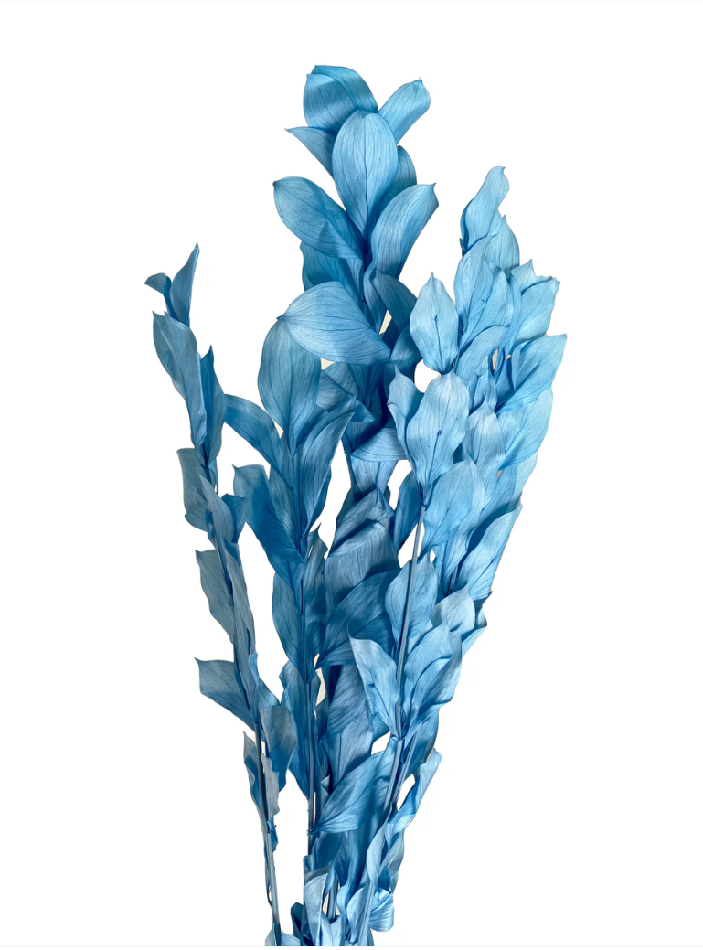 Big Leaf Ruscus - Blue