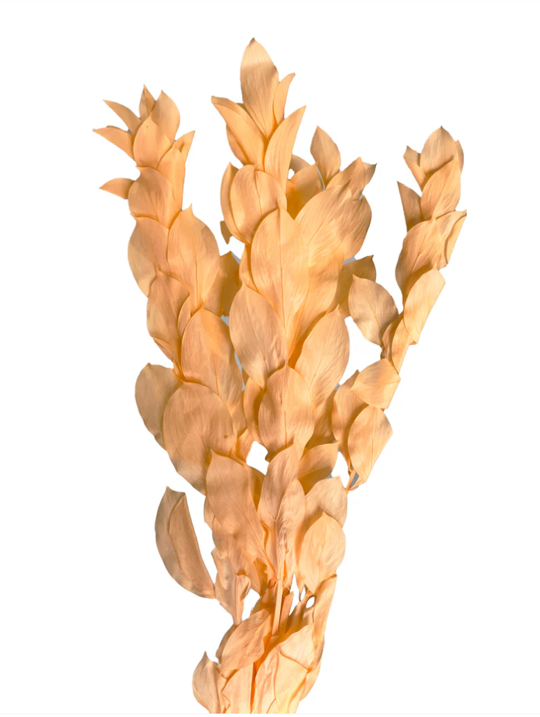 Big Leaf Ruscus - Apricot