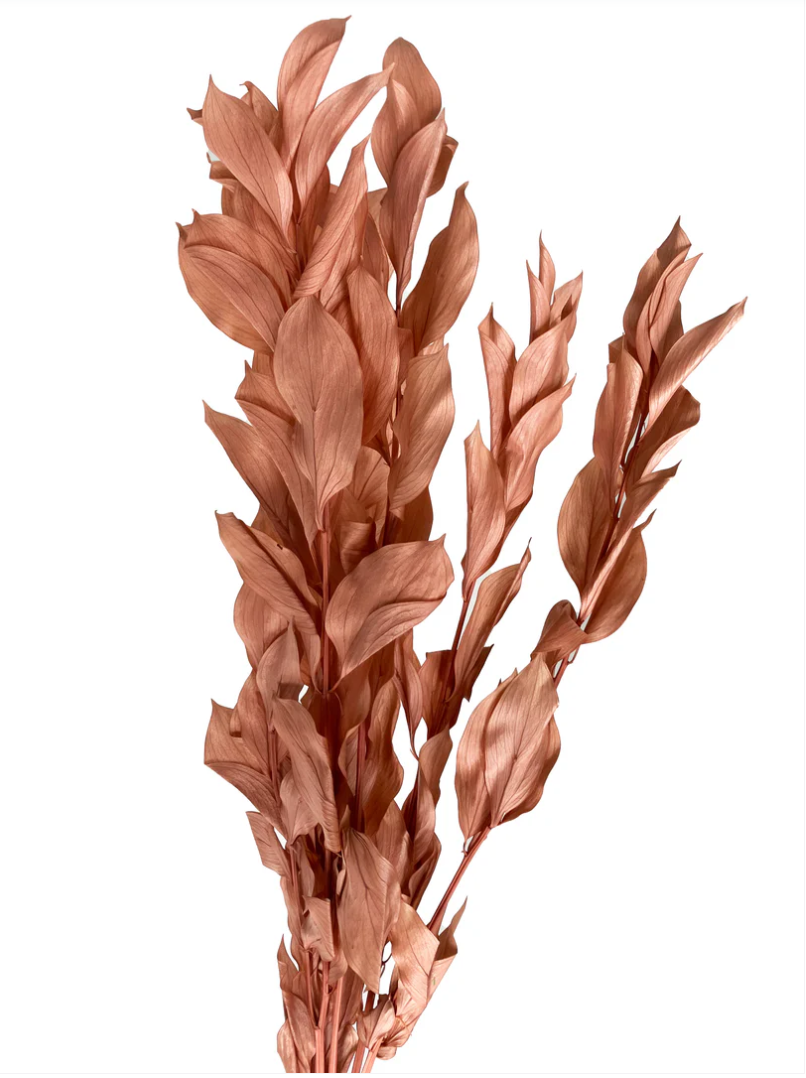 Big Leaf Ruscus - Coffee