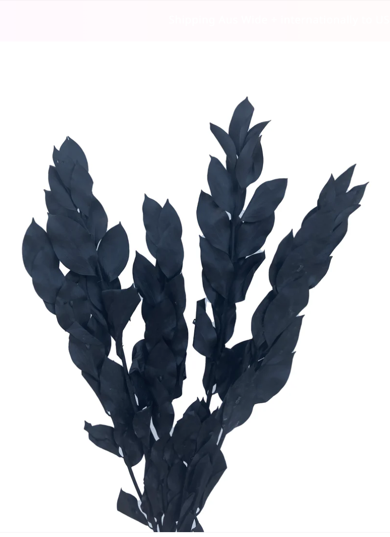 Big Leaf Ruscus - Black