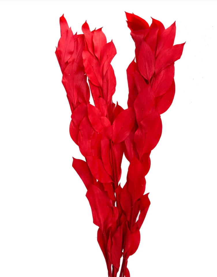 Big Leaf Ruscus - Red