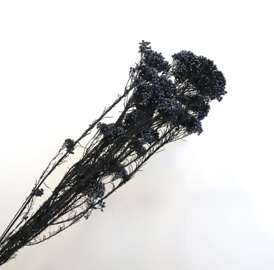 Rice flower - Black