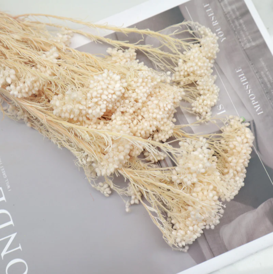 Rice flower - Cream